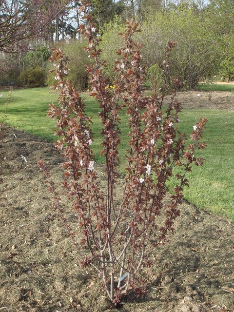 Prunus x blireana P6